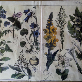 Страница из учебника по ботанике, составленного Каюмом Насыри