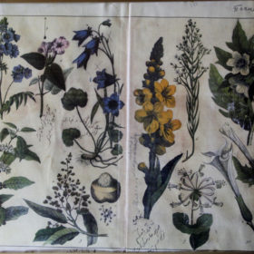 Страница из учебника по ботанике, составленного Каюмом Насыри. К. XIX в.