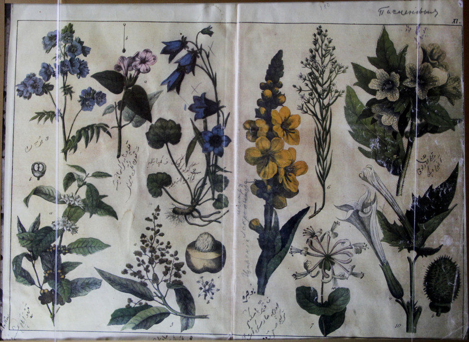 Страница из учебника по ботанике, составленного Каюмом Насыри. К. XIX в.